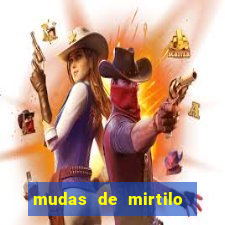 mudas de mirtilo em porto alegre